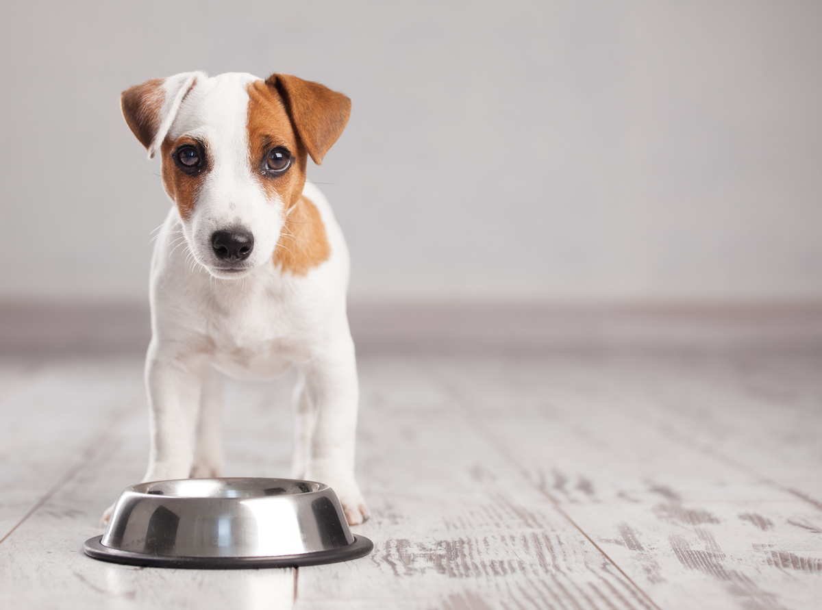 Կարո՞ղ են շները ոլոռ ուտել: Որո՞նք են օգուտները: Իմացիր ավելին։