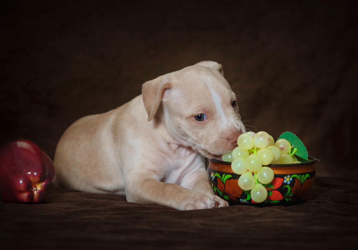 Могу ли пси да једу природно грожђе или суво грожђе? провери одговор