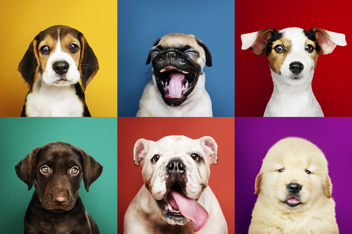 Anjing leutik: papanggih 30 breeds sarta murag asih