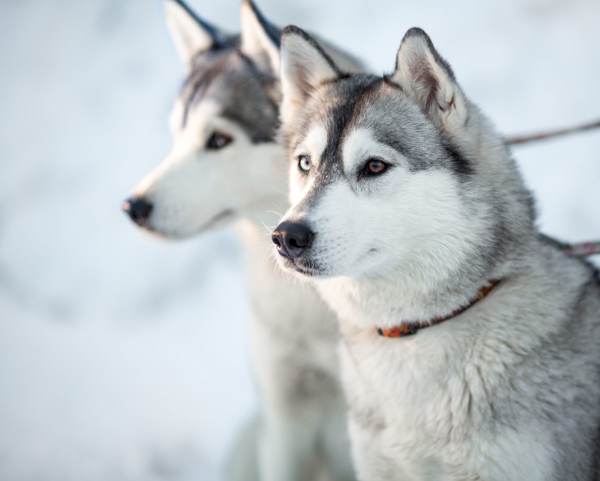 Can Husky Siberiano: personalidade, prezo e moito máis