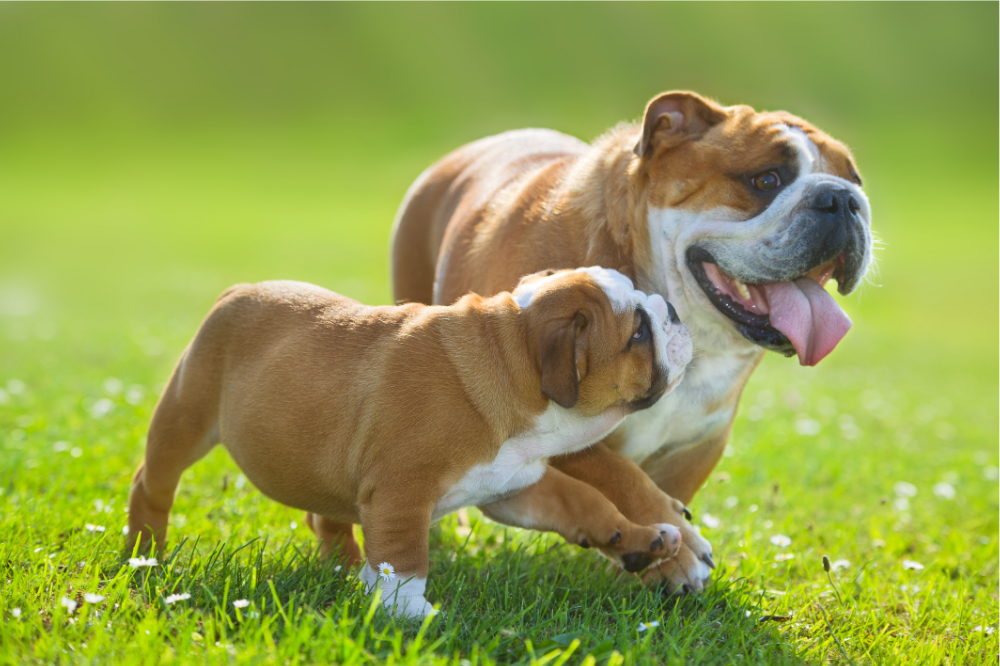 Bulldog: tingali ciri, jinis, harga sareng perawatan