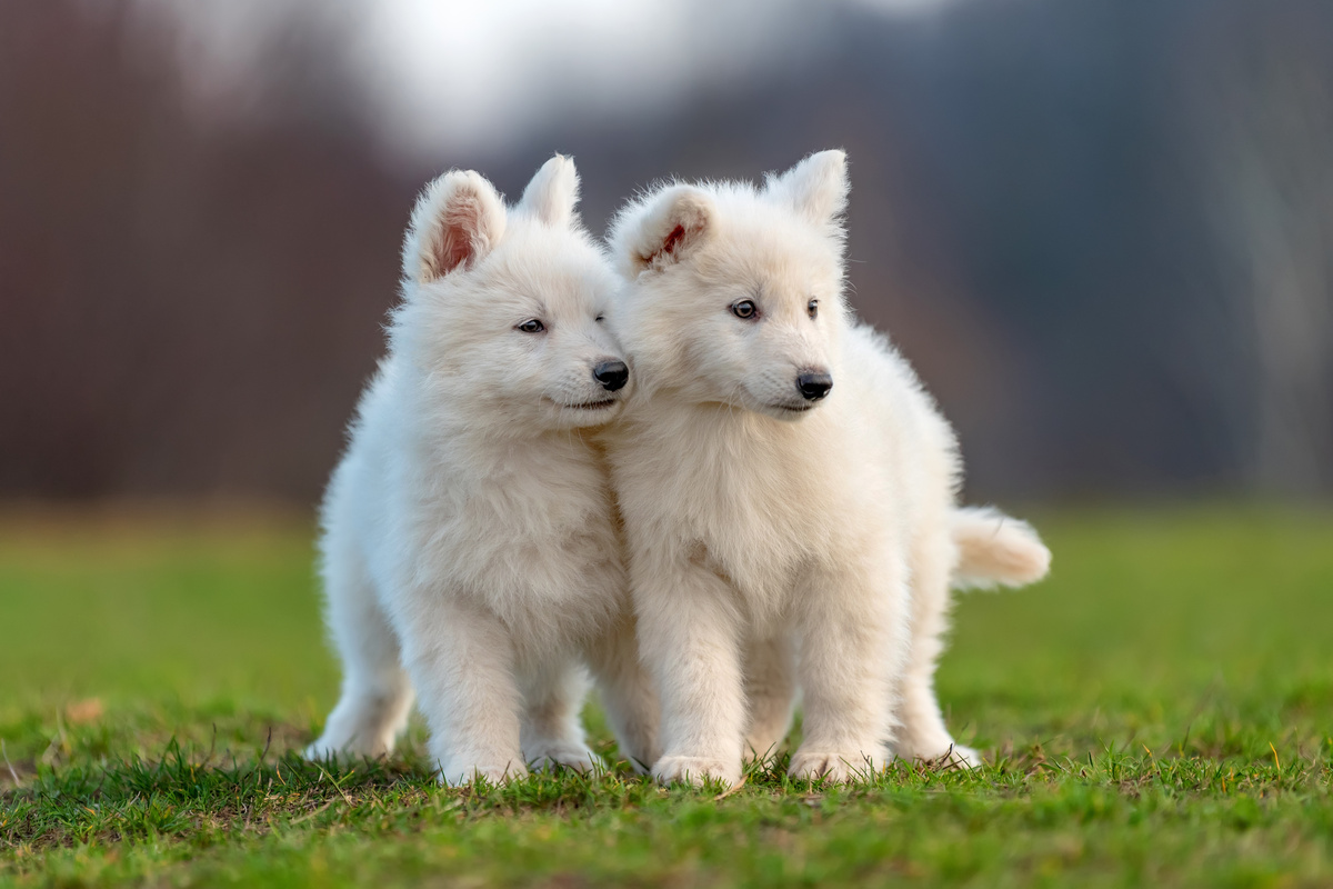 Race de chien blanc : voir les grands, les petits et les moyens