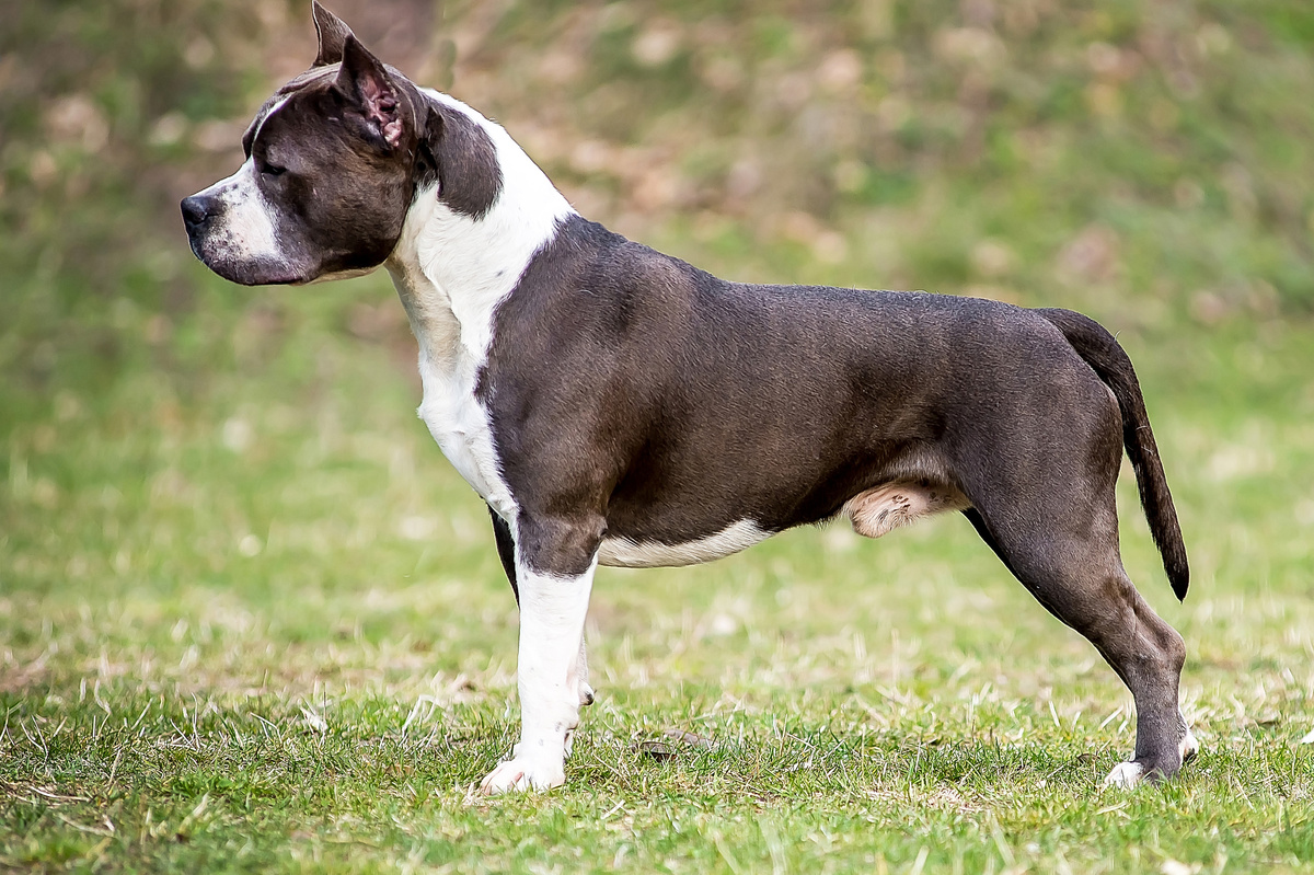 American Staffordshire Terrier: bekijk de volledige gids van het ras