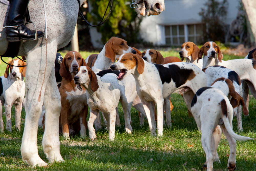 American Foxhound: Харагдах байдал, үнэ, анхаарал халамж, бусад
