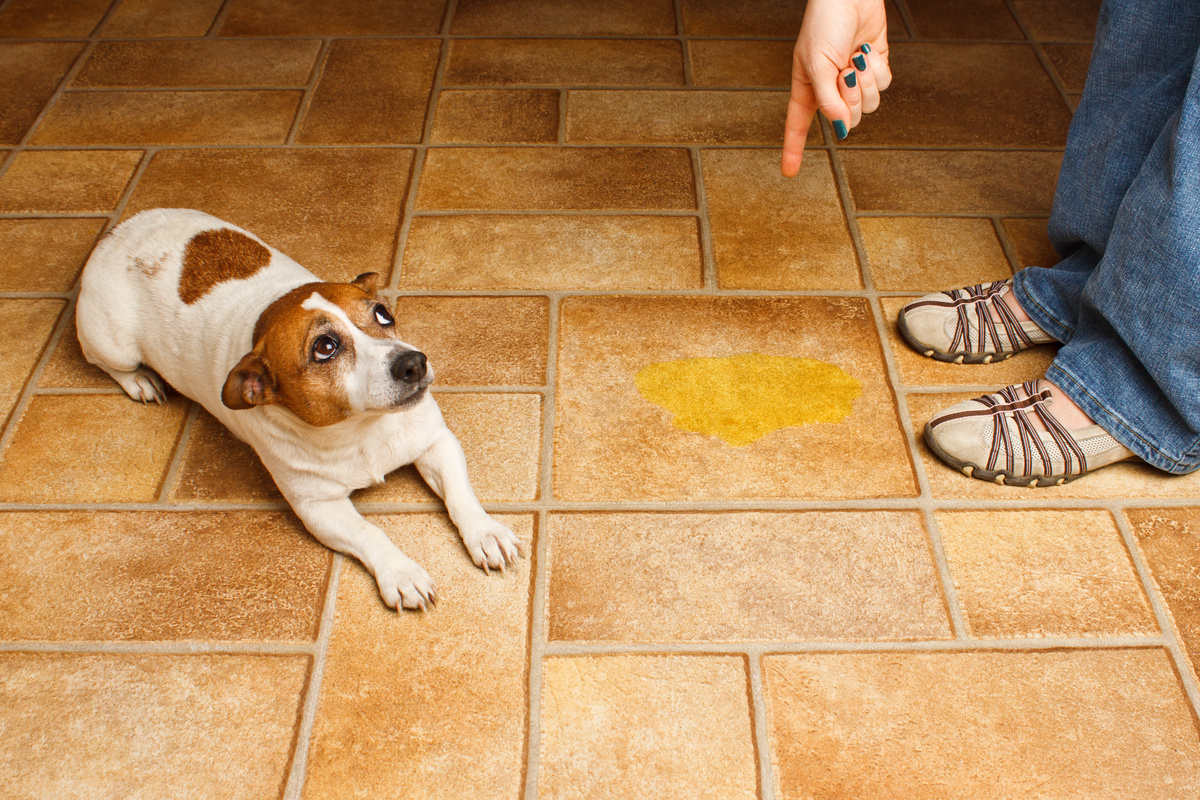 Pokud váš pes močí všude, zde je několik tipů, jak to zvládnout!