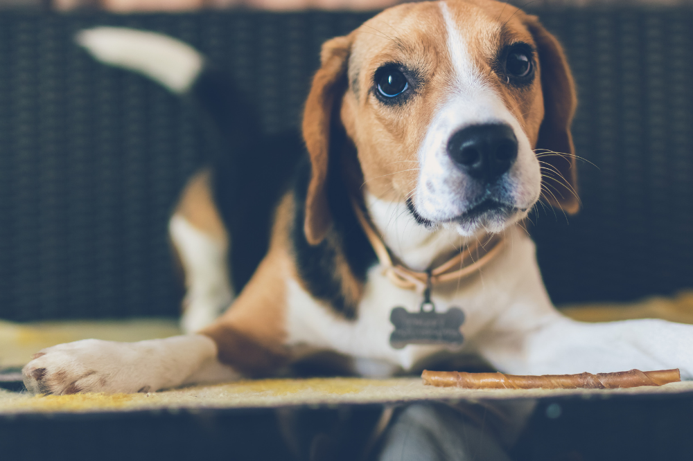 Μπορεί ο σκύλος να φάει σαρδέλες; Δείτε τα οφέλη, τη φροντίδα και άλλα