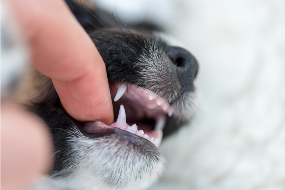 У щенка меняются зубы? Сомнения и важные советы