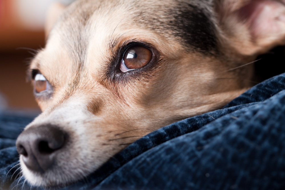Meriv çawa lênêrîna kûçikek betal bike? Xwarin, tenduristî û bêtir!