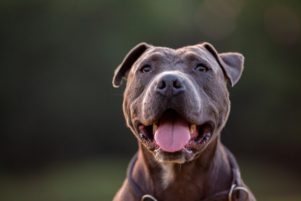 Pitbull: vlastnosti, péče, štěně, cena a další