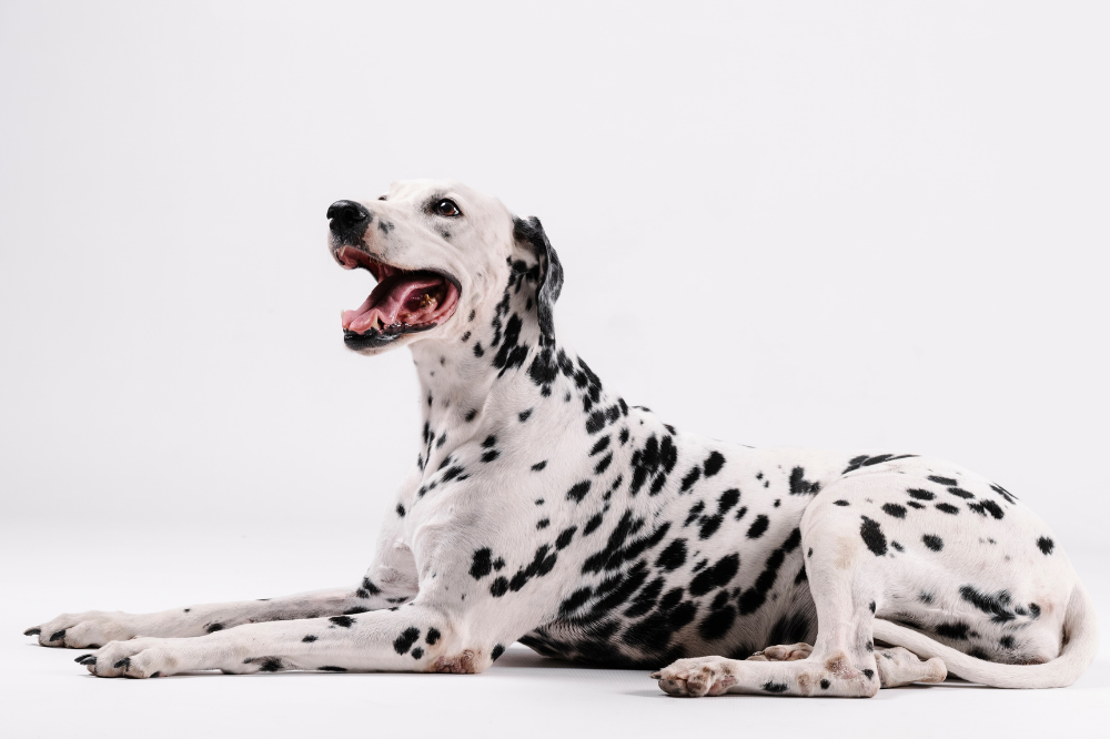 Dalmatinac: karakteristike, štene, cijena, kako se brinuti i više