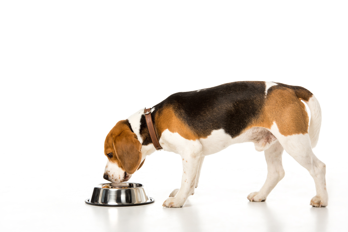 કૂતરાના ખોરાકની માત્રાની ગણતરી કેવી રીતે કરવી? ટિપ્સ જુઓ!