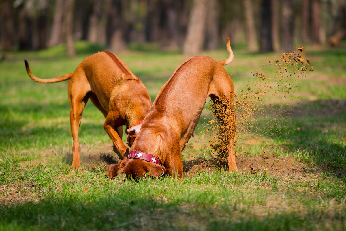 Ինչու են շները փորում: Տեսեք, թե ինչ կարող է լինել և ինչպես դադարեցնել