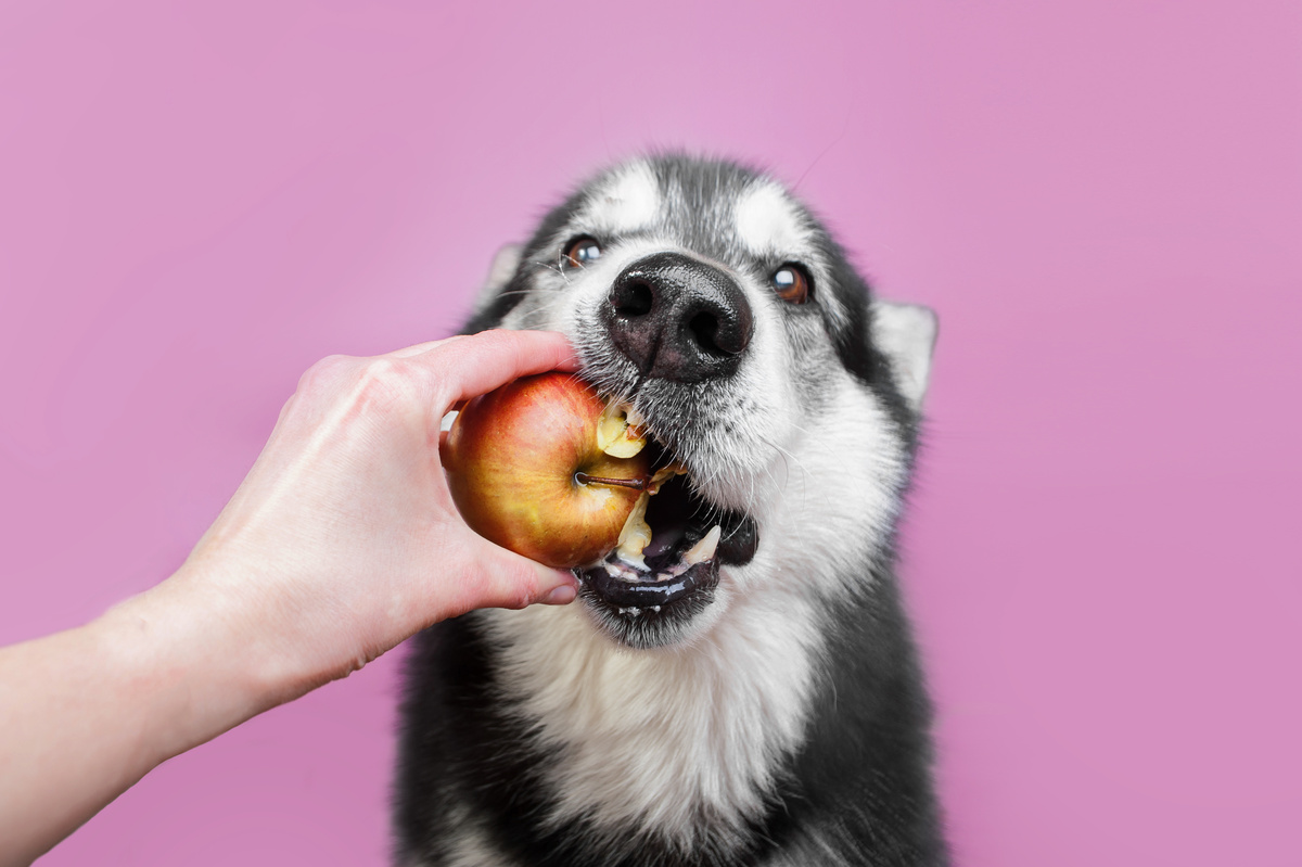 Vrugte wat honde kan eet: mango's, piesangs, appels en meer