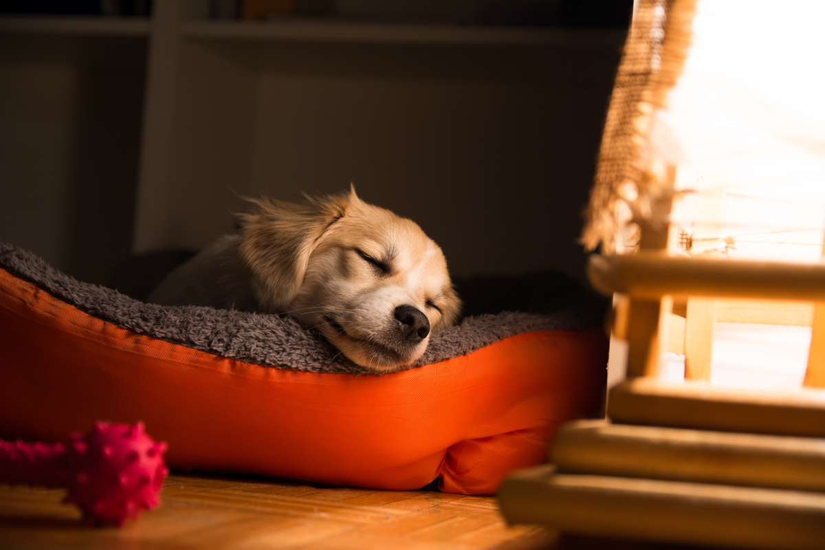 كلب نائم: كل شيء عن المواقف والإيماءات والرعاية