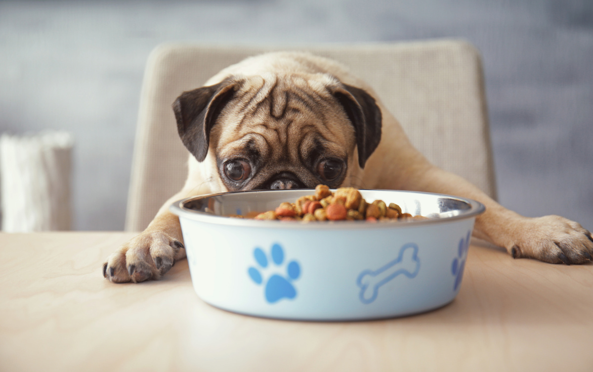 Mijn hond wil niet eten: Bekijk de oorzaken en wat te doen