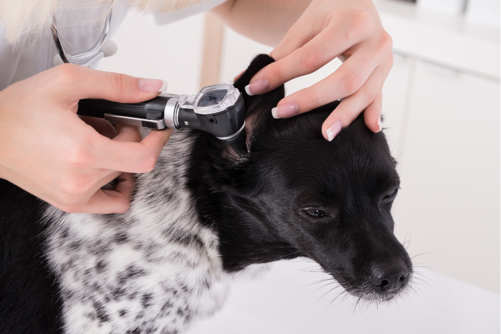 Πώς να καθαρίσετε το αυτί ενός σκύλου; Δείτε την απλή λύση!