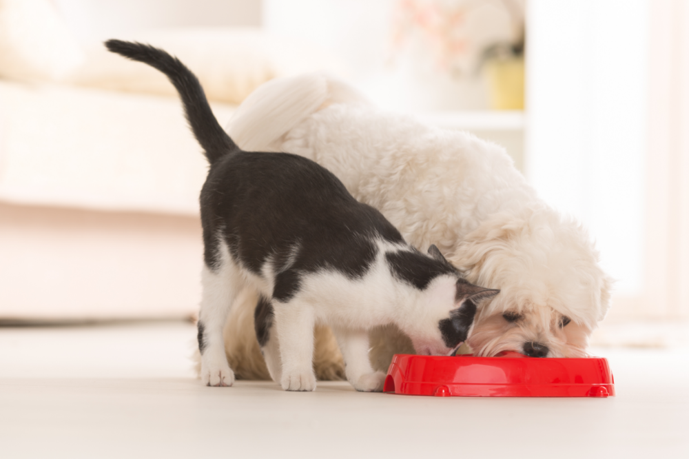 Mag een hond kattenvoer eten? Ontdek of het voer veilig is!