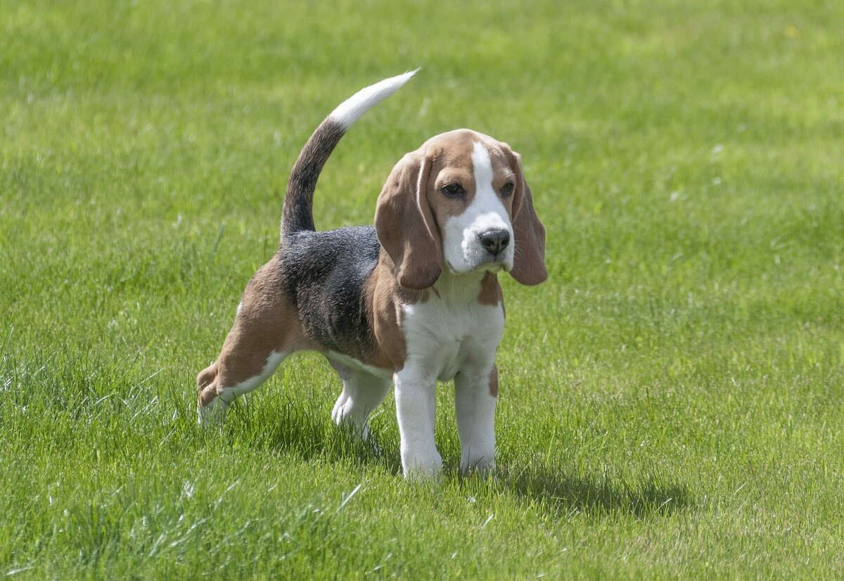 Kûçikê Beagle: biha, taybetmendî, lênêrîn û hêj bêtir!