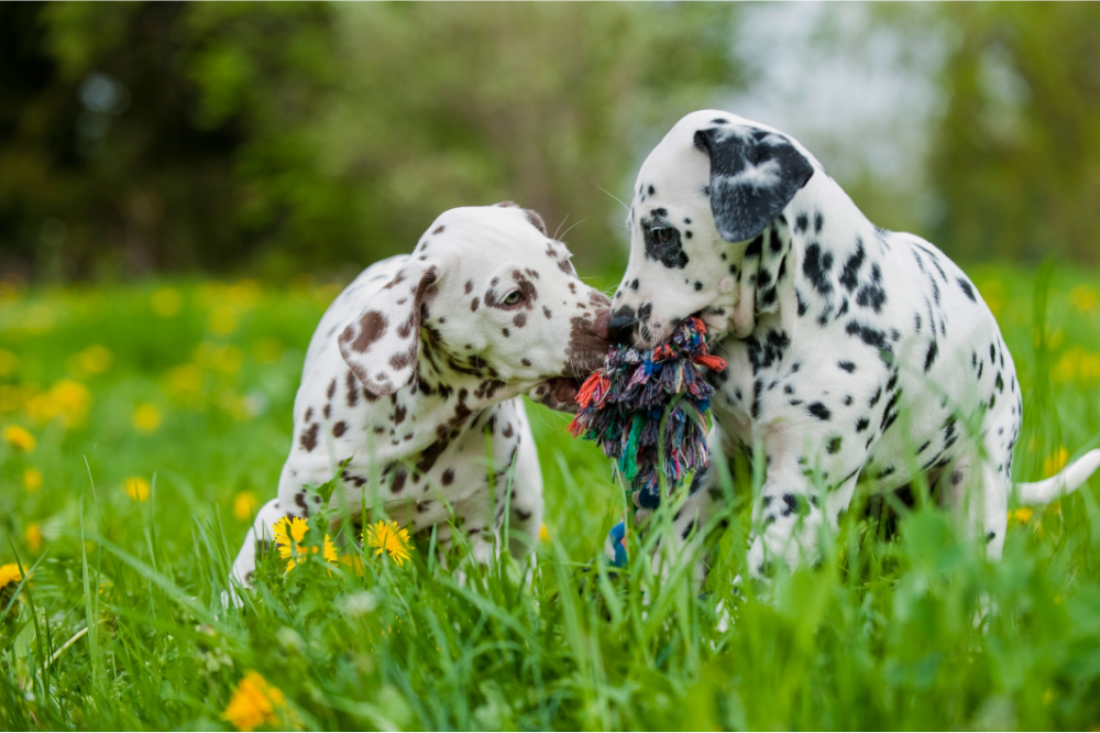 Dalmatian ခွေးကလေး- စျေးနှုန်း၊ ဘယ်မှာဝယ်ရမလဲ၊ မျိုးစိတ်အကြောင်း နောက်ထပ်။