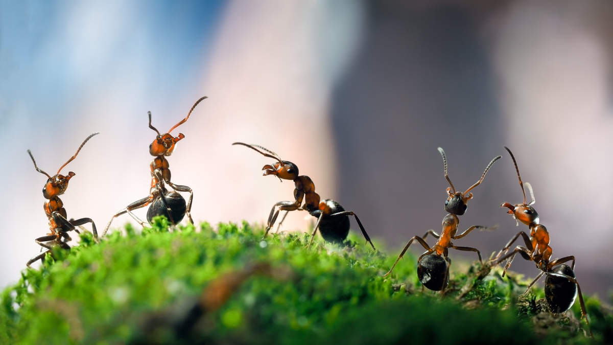 Wat betekent het om van een mier te dromen? Zwart, op het lichaam, stekend en meer