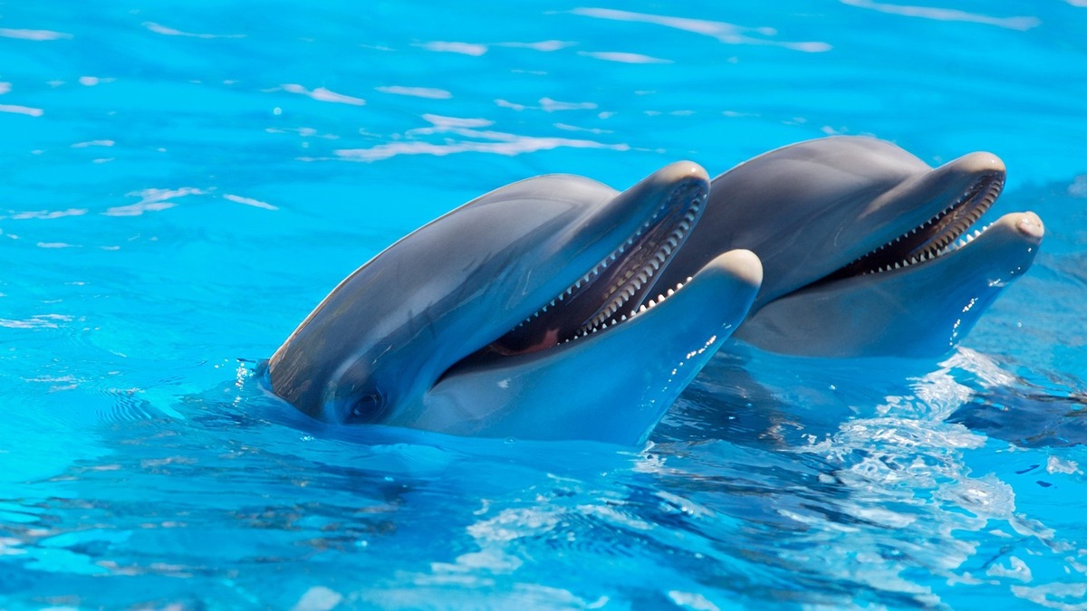 Τι σημαίνει να ονειρεύεσαι ένα δελφίνι; Πηδώντας, παίζοντας, κολυμπώντας και άλλα