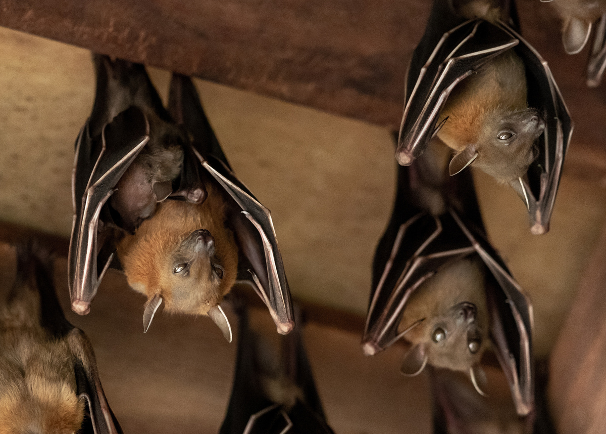 شاهد نصائح حول كيفية تخويف الخفافيش من المنزل والسقف والأشجار!