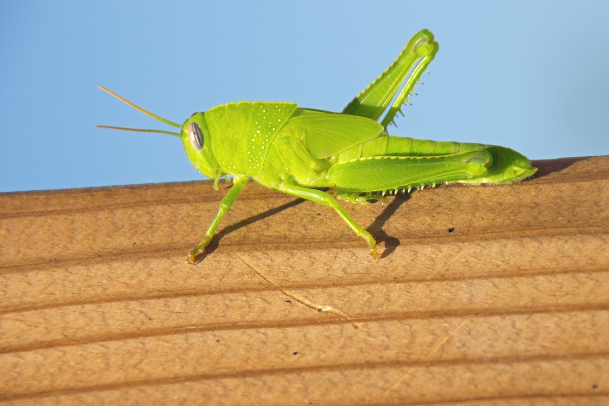 Co znamená snít o kobylkách? Zelené, černé, doma a další.