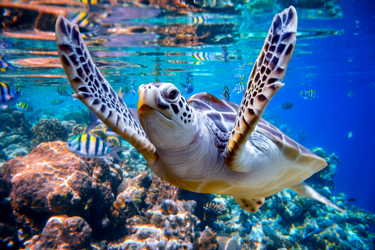 Co znamená snít o želvě? moře, malé, převrácené a další