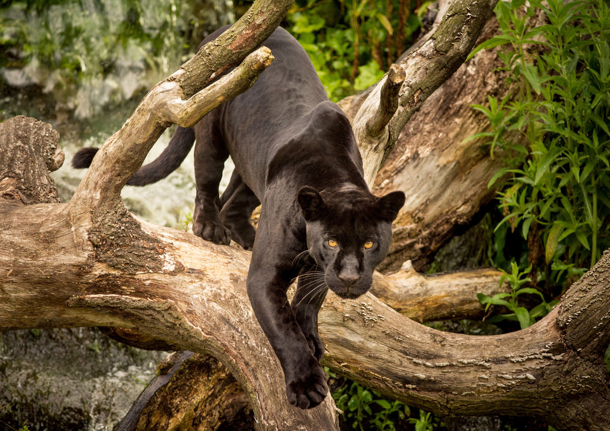 Какво означава да мечтаеш за черна пантера? Храбри, бели и повече