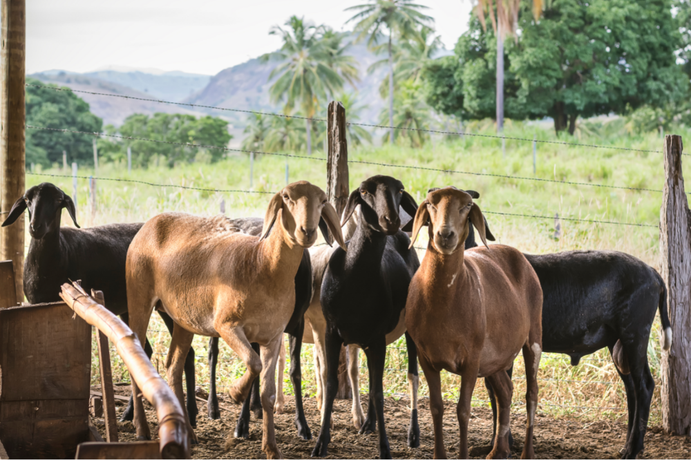 Santa Inês-fåret: Lær mere om denne fårerace