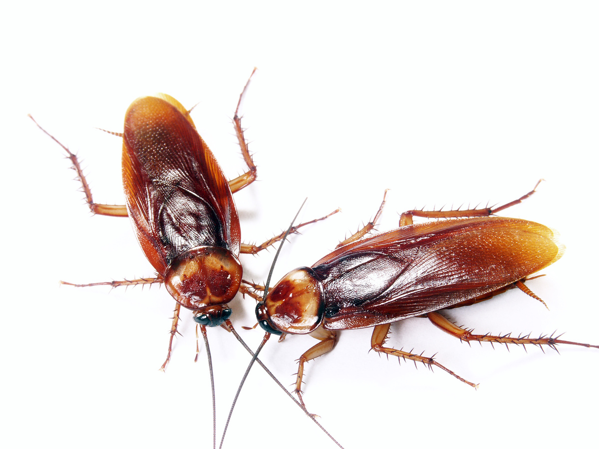 Wat betekent het om over kakkerlakken te dromen? Levend, dood, groot, vliegend en meer