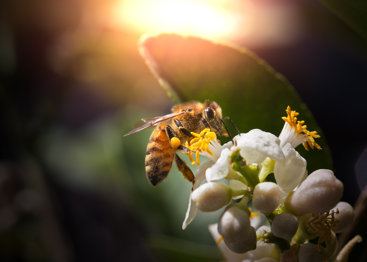 حلم النحل يطير ولاذع: ماذا يعني ذلك؟