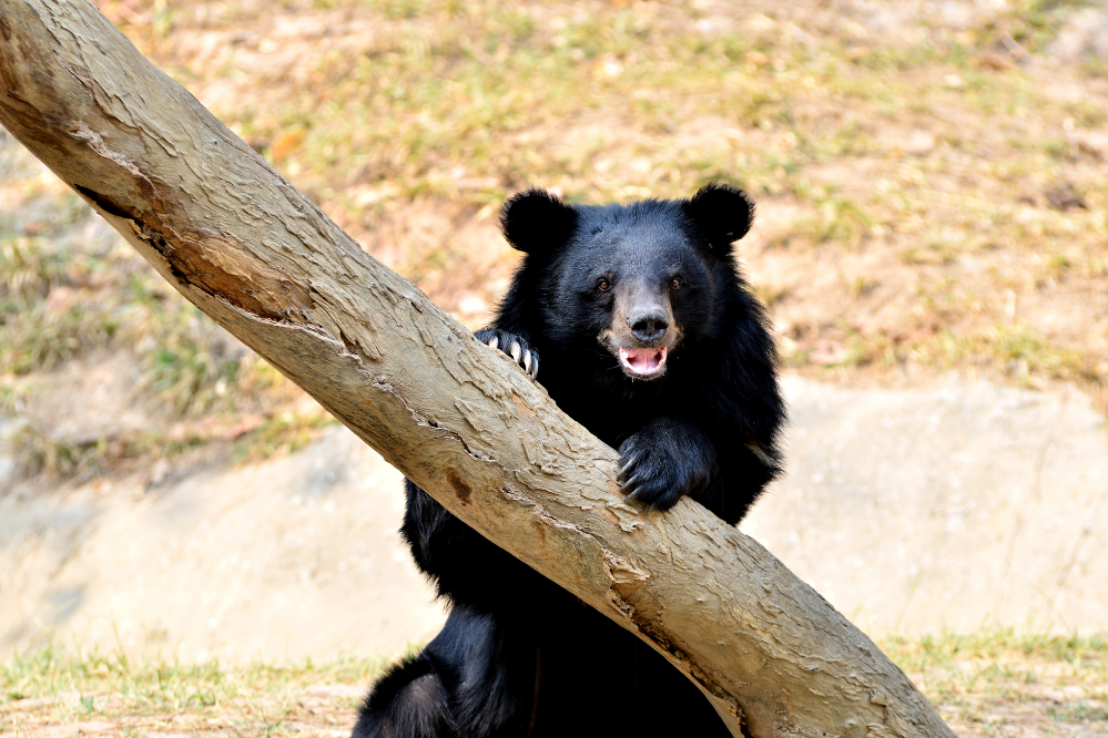 Видове мечки: запознайте се с 16 живи и праисторически вида!
