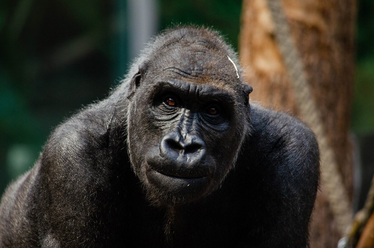 Xewna gorilla tê çi wateyê? Reş, hêrs, mirî, dêw û hêj bêtir