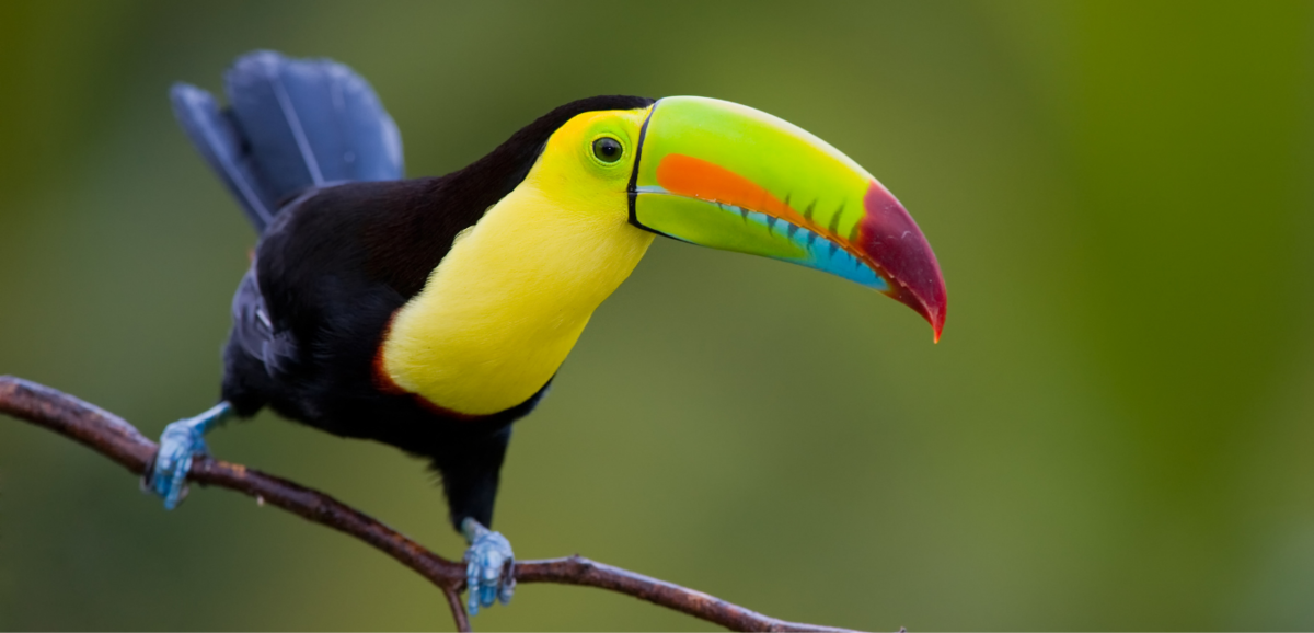 Naon hartosna ngimpi ngeunaan toucan: ngalayang, dahar, cub jeung sajabana?