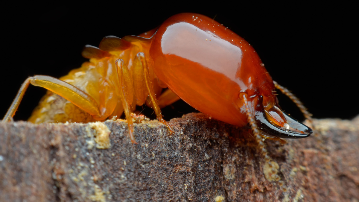 ¿Qué significa soñar con una termita? Gigantes, larvas, termiteros y mucho más.
