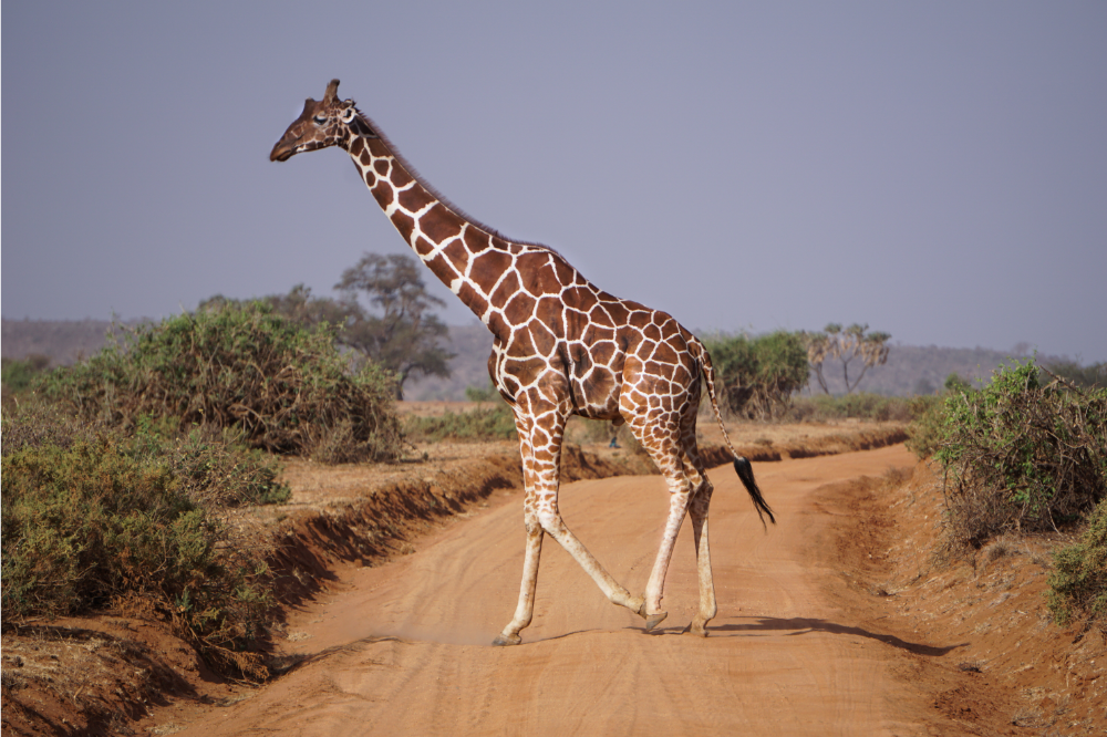 Co znamená snít o žirafě? Malá, jedlá, útočící a další