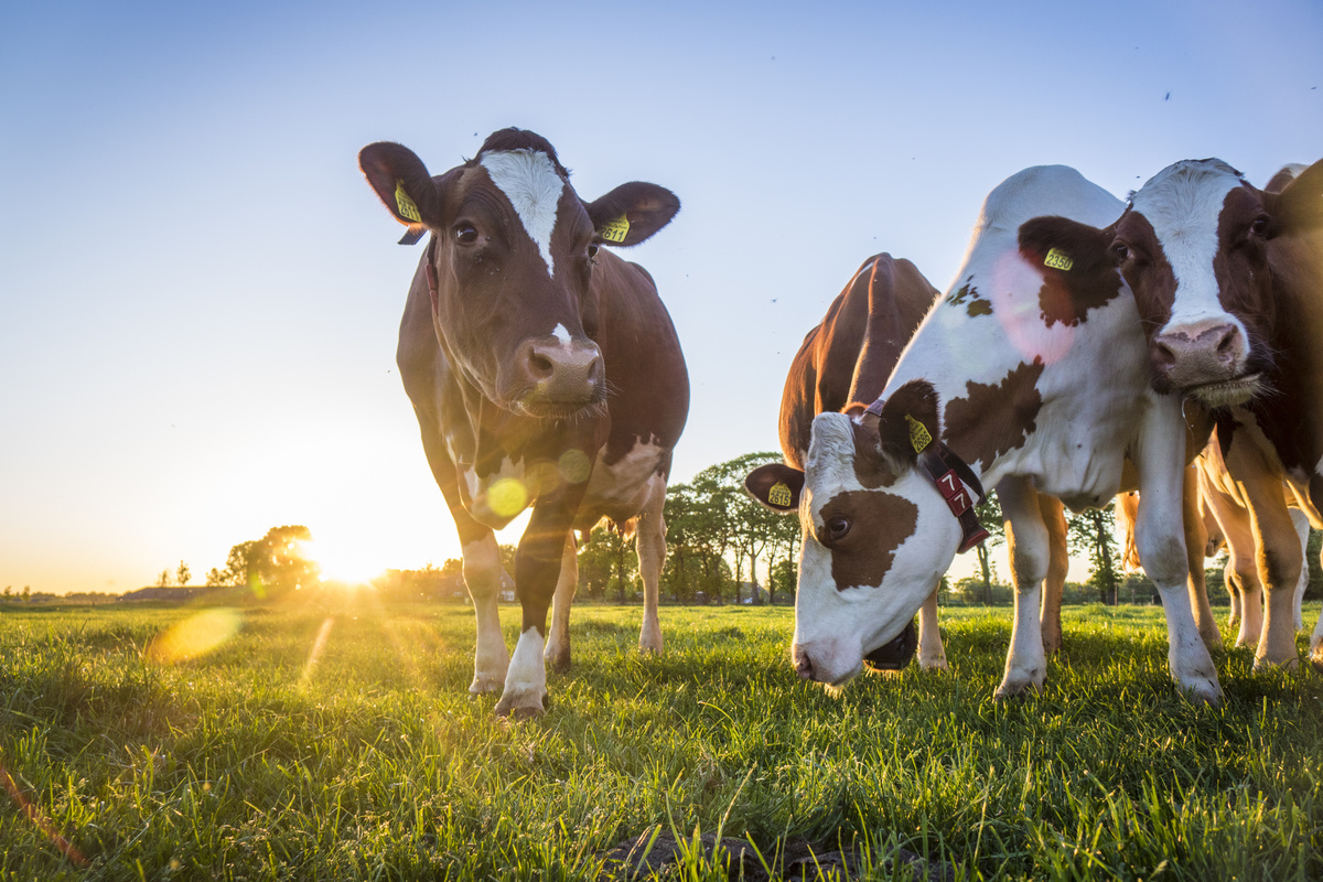 Názvy krav: dojnice a holštýnské krávy