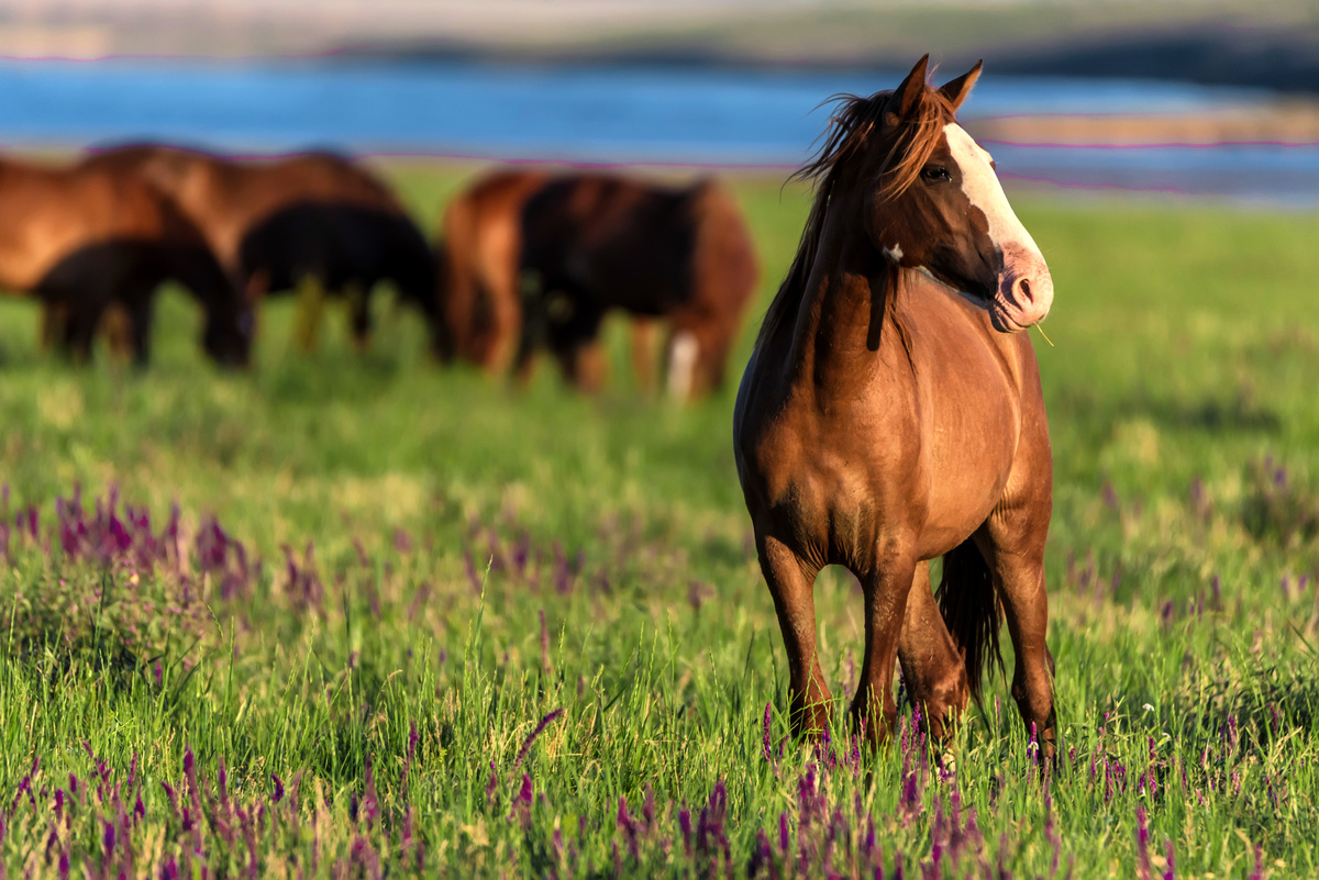Kako dolgo živi konj? Preberite več informacij in zanimivosti