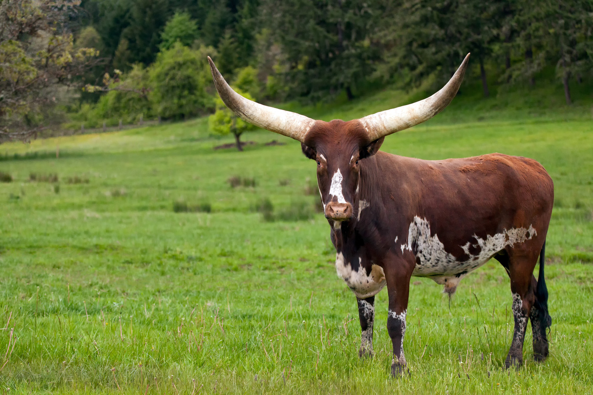 Γνωρίστε τα Ankole Watusi, τα αφρικανικά βοοειδή με τα μεγάλα κέρατα!