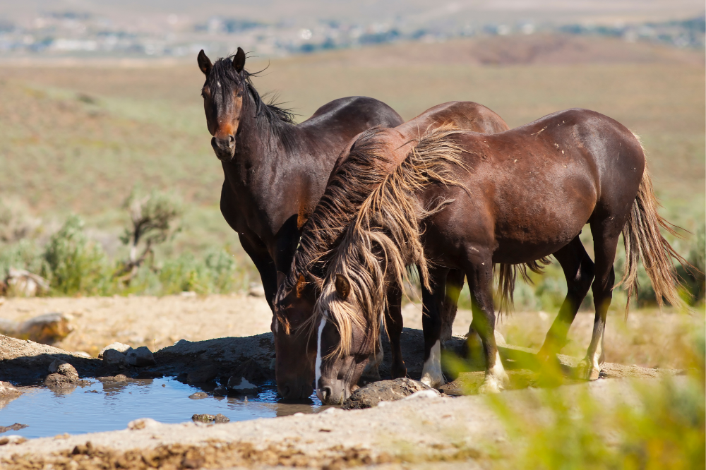 Kuda Mustang: deskripsi, harga, dan lainnya tentang jenis kuda liar ini