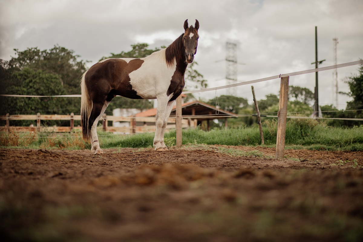 Pampa konj: Karakteristike i koliko košta ova pasmina!