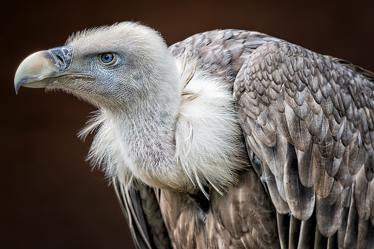 Que signifie rêver d'un vautour ? noir, volant, malade, mort et plus encore !