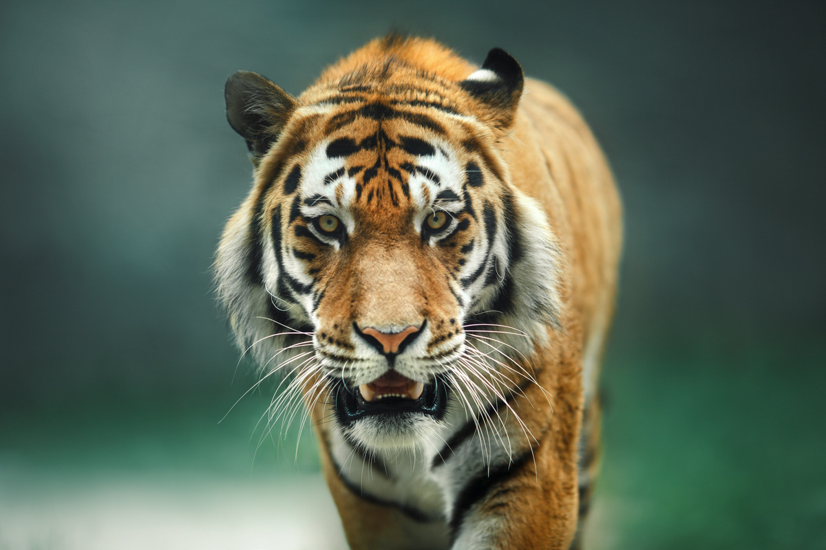 Činjenice o tigru: pogledajte 30 simpatičnih činjenica