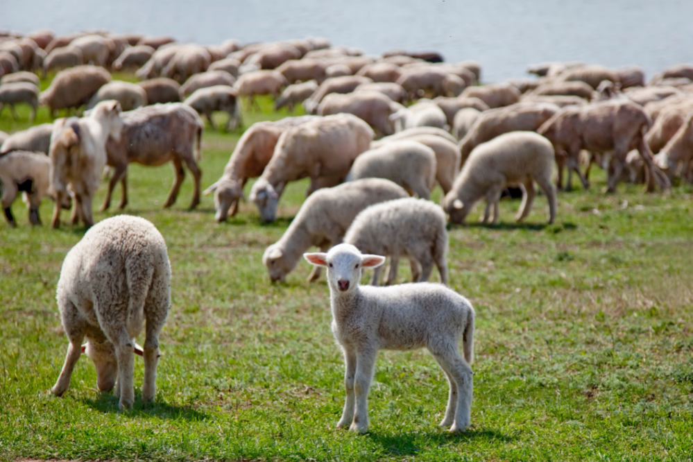 Vše o ovcích: zajímavosti, plemena, chov a další informace