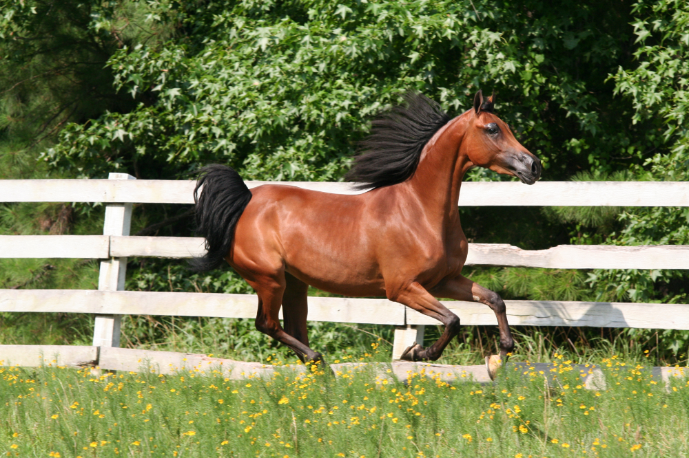 الحصان العربي: الوصف والسعر والمزيد من هذا الصنف المذهل