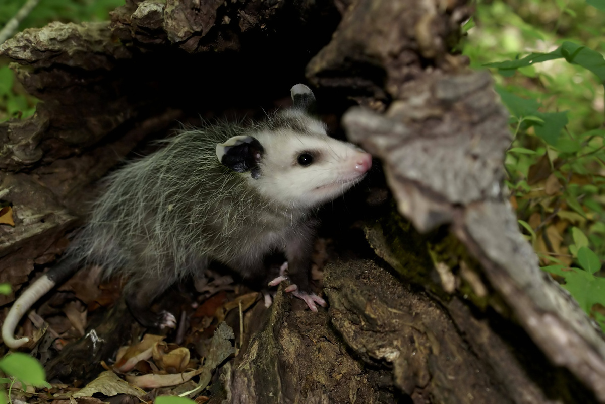 Opossum: otkrijte vrste, hranu, zanimljivosti i još mnogo toga