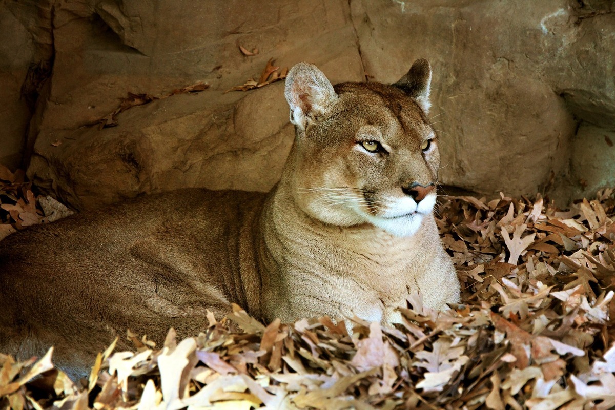Puma concolor: agahdarî, meraq û hêj bêtir bibînin!