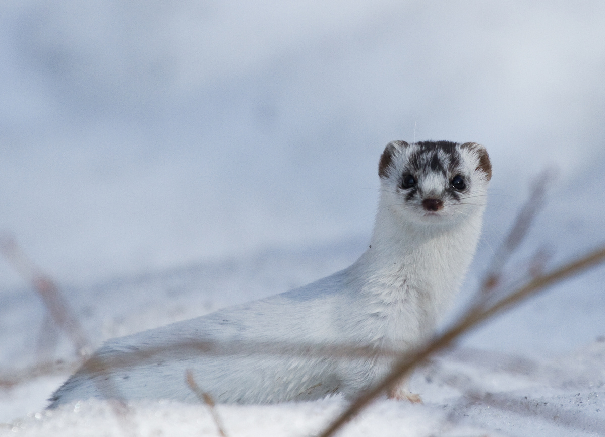 هل تعرف النمس القطب الشمالي؟ تحقق من حقائق ممتعة عن الحيوان!