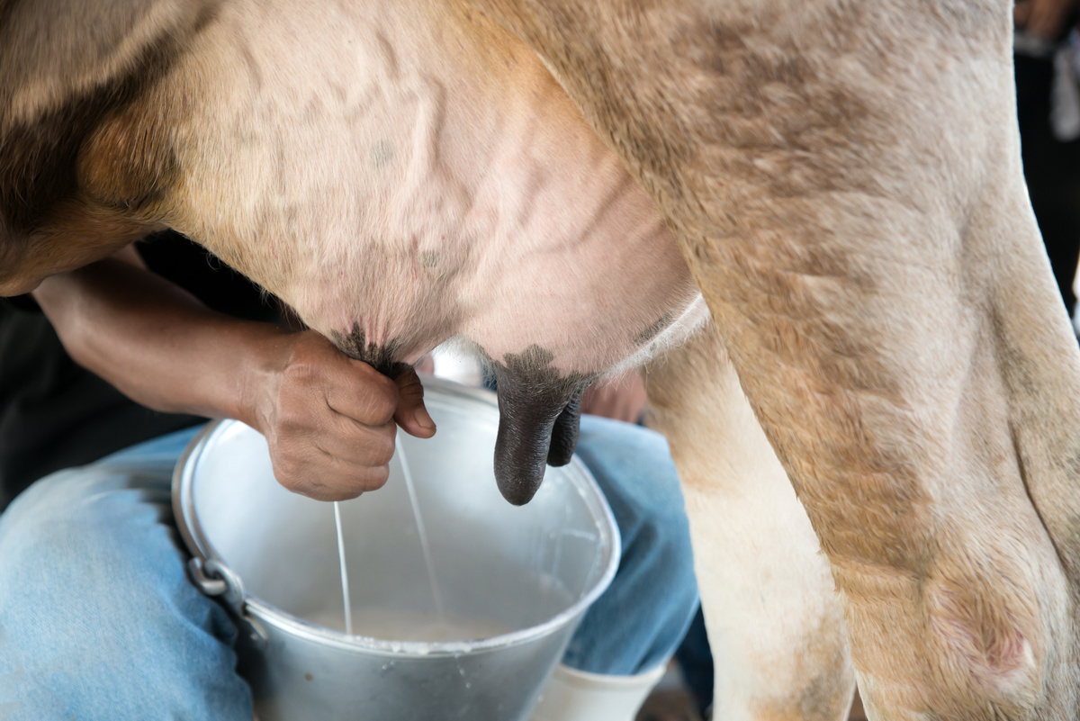 Adakah lembu perlu hamil untuk memberi susu? lihat jawapannya